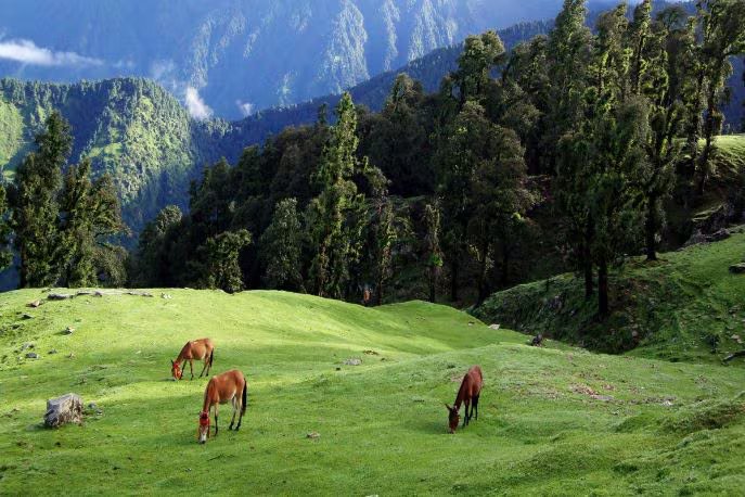 Chopta Tungnath with Chandrashilla Trek — M Chopta destination images 3 l 458